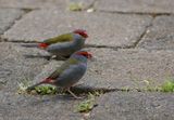 Red-browed Finch