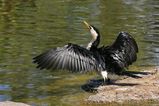 Little Pied Cormorant