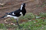 Magpie Lark