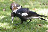 Australian Magpie