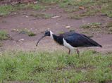 Straw-necked Ibis