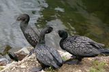 Little Black Cormorant