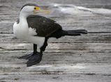 Pied Cormorant