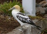 Australian Gannet