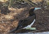 Brown Booby