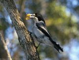 Grey Butcher Bird