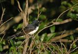 Willie Wagtail