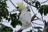 Sulphur-crested Cockatoo