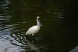 Royal Spoonbill