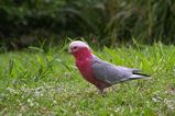 Galah