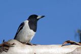 Pied Butcher Bird