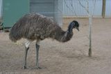 Emu