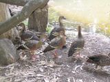 Plumed Whistling Duck