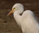 Intermediate Egret