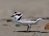 Kentish Plover