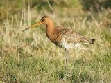 Black-tailed Godwit