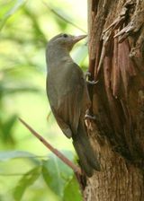 Little Shrike-thrush
