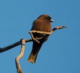 Little Woodswallow