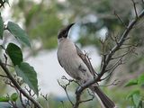 Little Friarbird