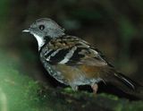 Southern Logrunner