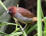 Nutmeg Munia