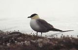 Long-tailed Jaeger