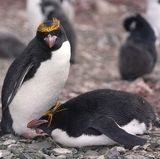 Macaroni Penguin