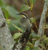 Mangrove Honeyeater