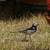 Black-backed Wagtail