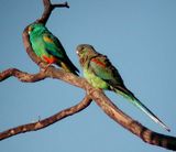 Mulga Parrot