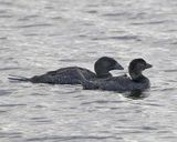 Musk Duck