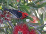 Scarlet Honeyeater