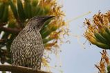 Little Wattlebird