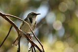 Crescent Honeyeater