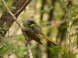 Yellow-throated Honeyeater