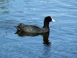 Eurasian Coot