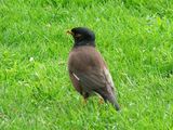 Common Myna