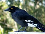 Pied Currawong