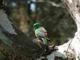 Red-rumped Parrot