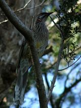 Red Wattlebird