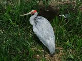 Brolga