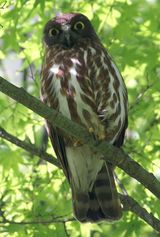 Brown Hawk-Owl