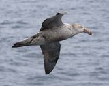 Northern Giant-Petrel