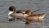 Northern Pintail