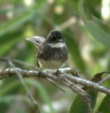 Northern Fantail