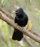 Eastern Koel