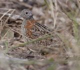 Painted Button-quail