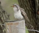 Pallid Cuckoo