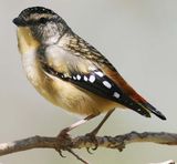 Spotted Pardalote