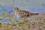 Pectoral Sandpiper